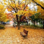 Mùa thu lá bay - Chiêm ngưỡng vẻ đẹp mùa thu Hàn Quốc