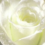 Chuyện ngày xưa ngày nay - Hoa hồng bạch