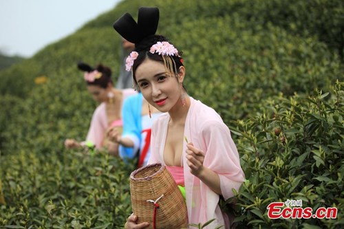 Mỹ nữ Trung Quốc diện y phục cung đình lên núi hái chè