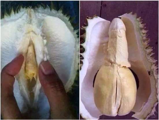 Sầu riêng hấp dẫn quá